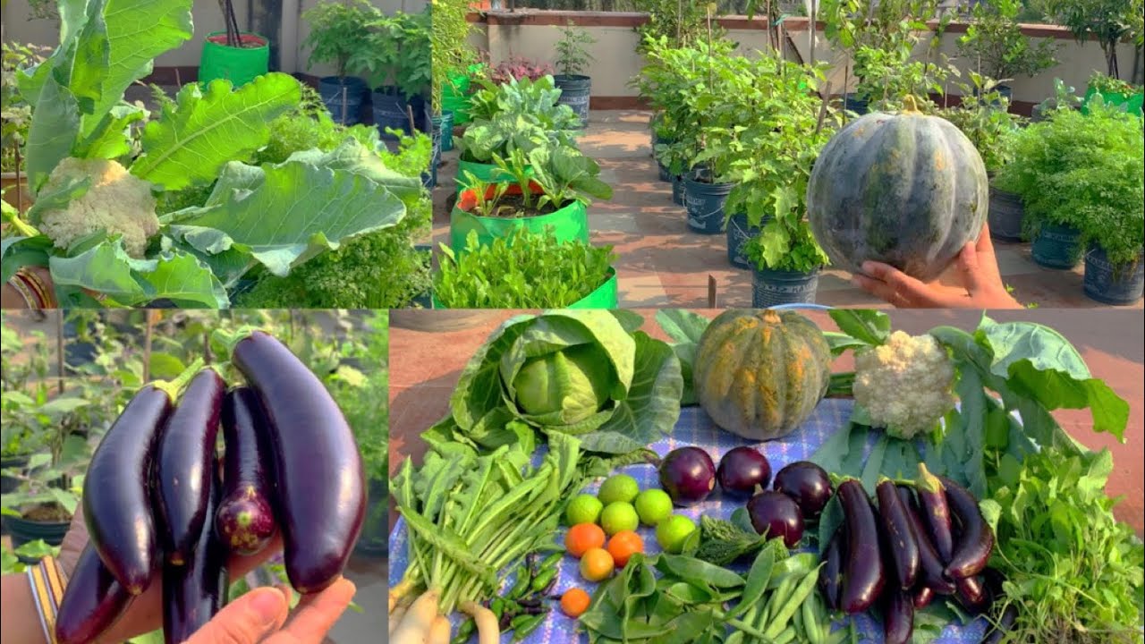 Massive Harvesting Of Organic Winter Vegetables From My Rooftop Terrace Garden
