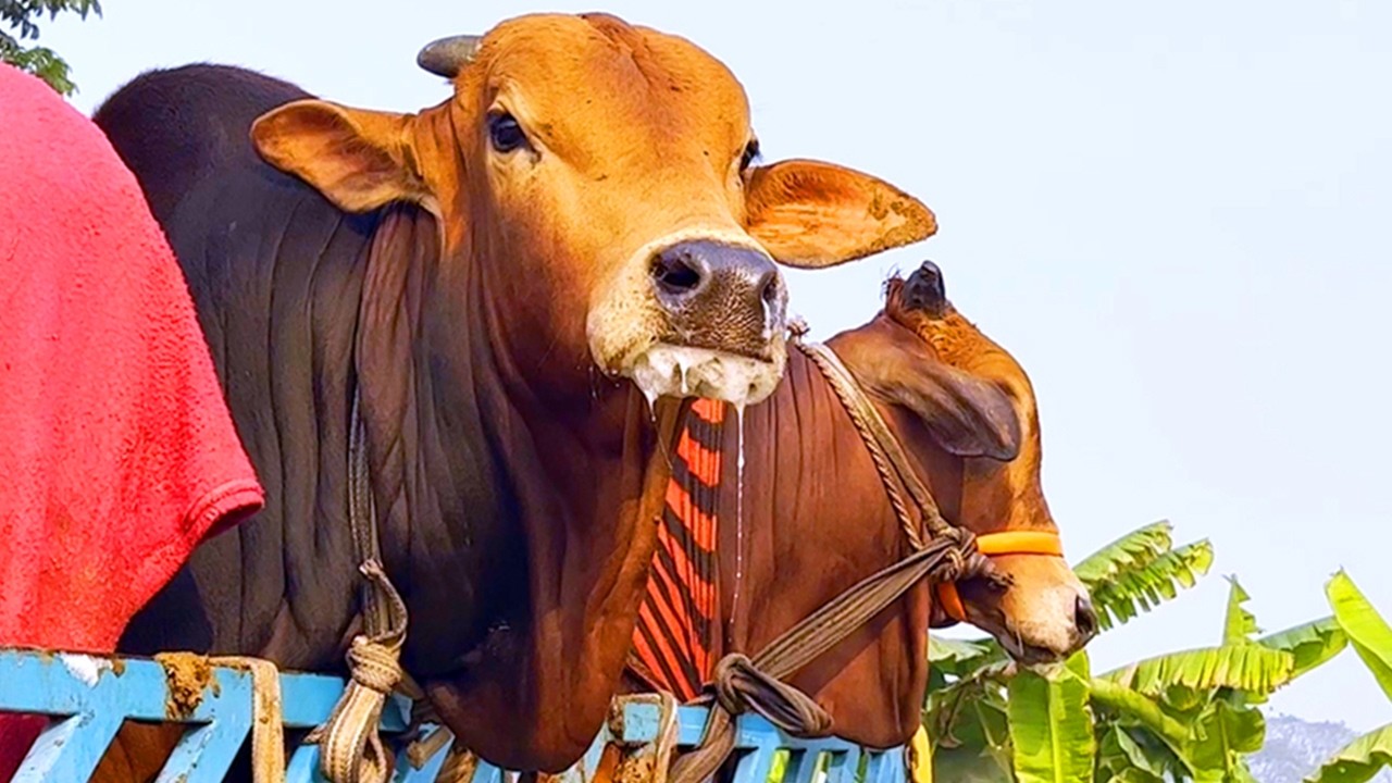 cow unloading, cow videos, cow video, animal, big cow, goru hamba cow, Ep- 327