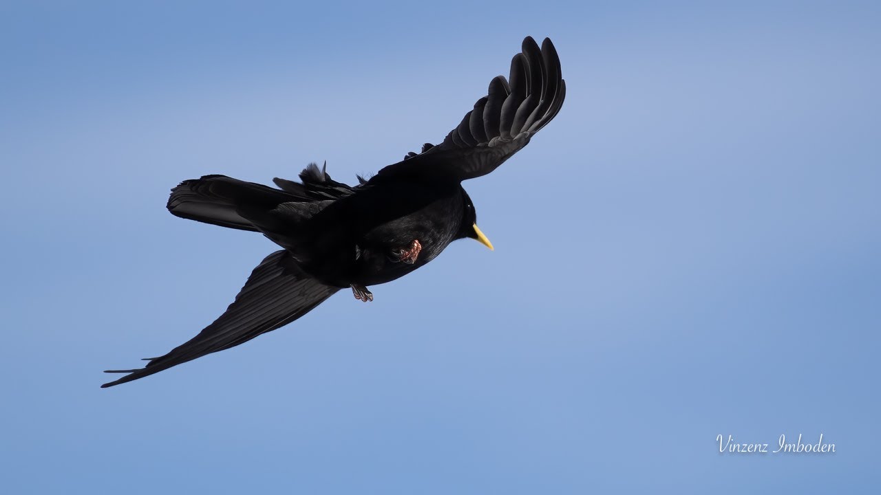 Flugshow Alpendohlen