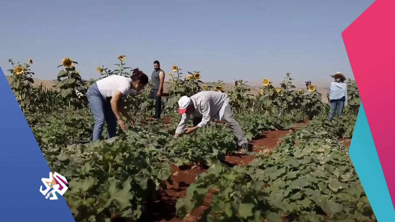 المتسوّق يقطف المحصول بيديه في سهل البقاع بلبنان | صباح النور