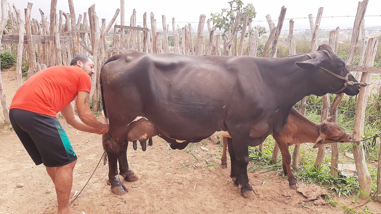 ORDENHA DA VACA LEITEIRA NA FEIRA DO GADO SÃO BENEDITO CEARÁ 88 9237 1845