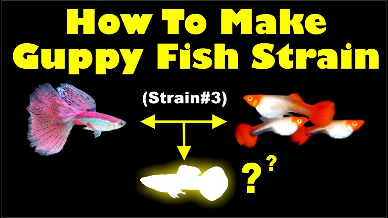 How to Create Guppy Fish Pure Strain!