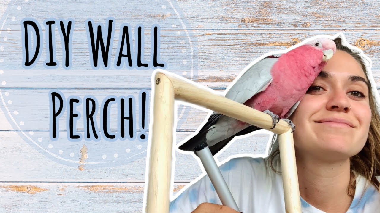DIY Parrot Wall Mounted Perch | Bogie's Biggest Fail!!!