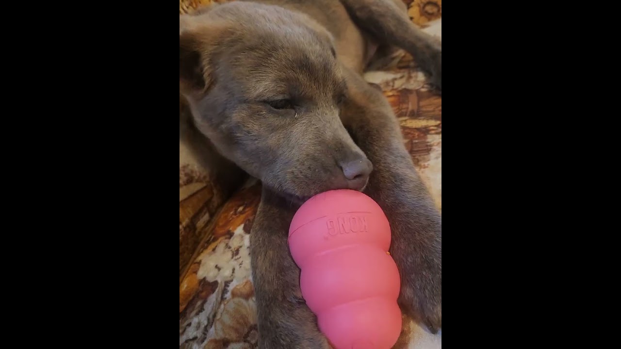 Kong treat. I love this. 