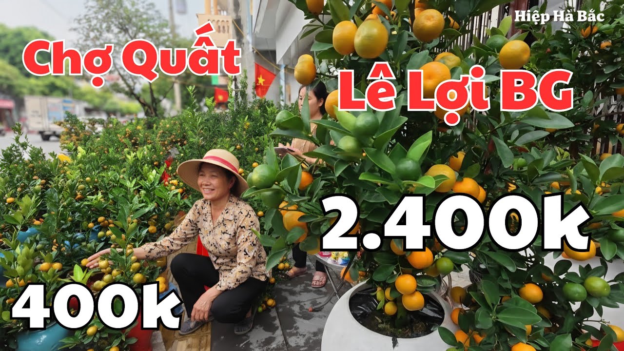 Quất đẹp giá tốt, ở Chợ Quất Lê Lợi Bắc Giang, Quất Tết 2026