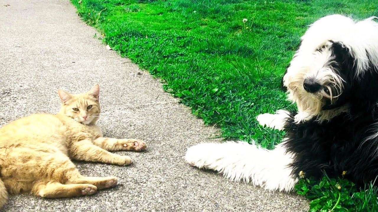 Cat Sneaks Over Fence To Visit His Favorite Neighbor
