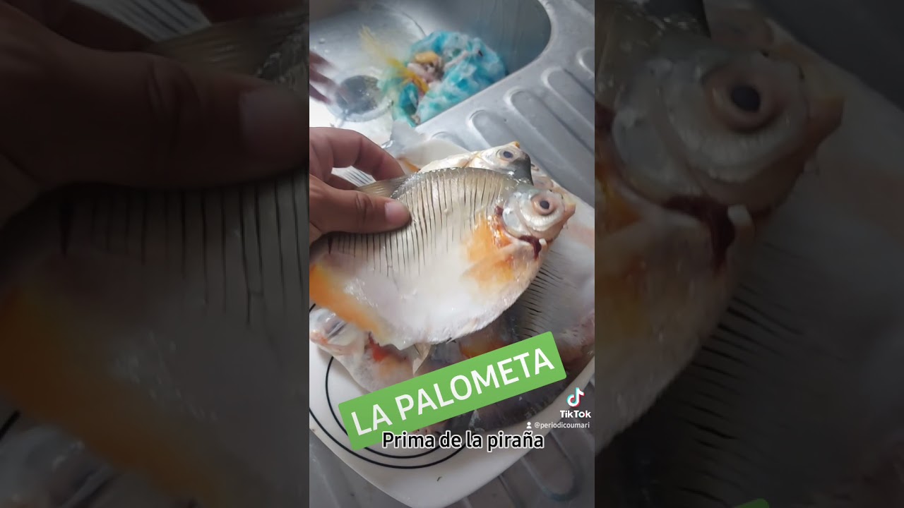 Pescado del Amazonas - Palometa