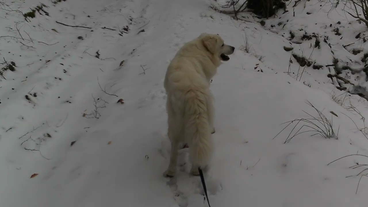 Zimné kráľovstvo 2 ❄️, ... popod Veľkú Homoľu 🏔️