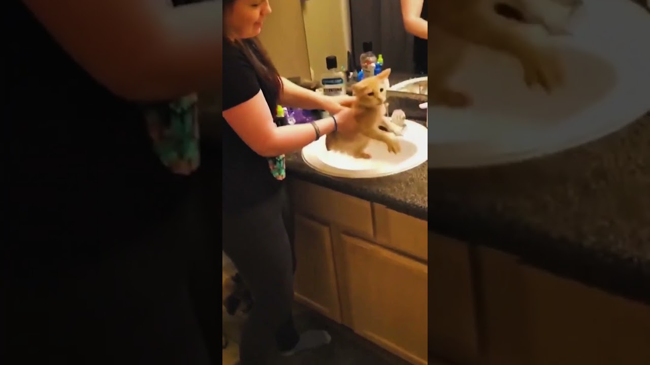 😂P4 #funny #animallover #cat #cute #funnyvideo  #happy