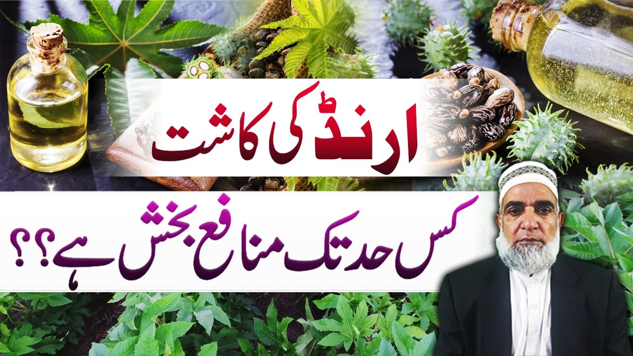 How much profitable is the cultivation of Castor in Pakistan || Crop Reformer