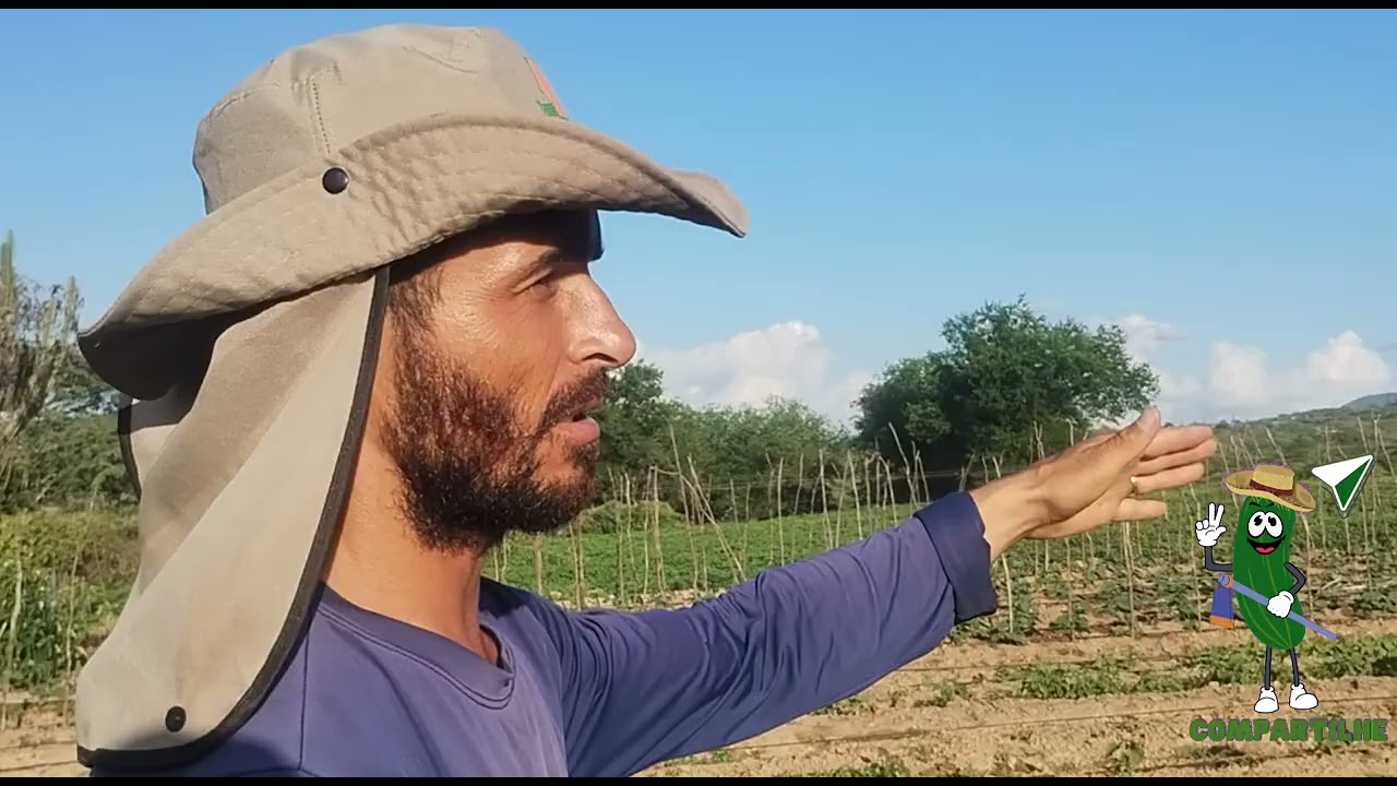 O que estamos fazendo para controlar os nematoides