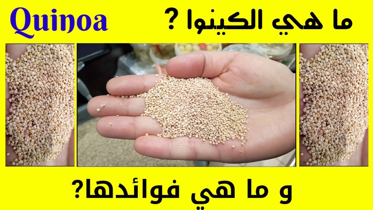 ما هي الكينوا وما هي فوائدها ؟؟ Quinoa