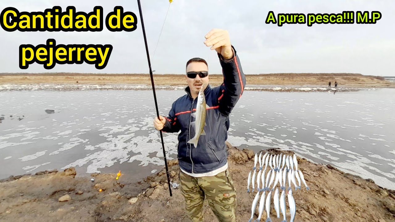 Cantidad de pejerreyes en el rio salado// acá esta el cardumen !!