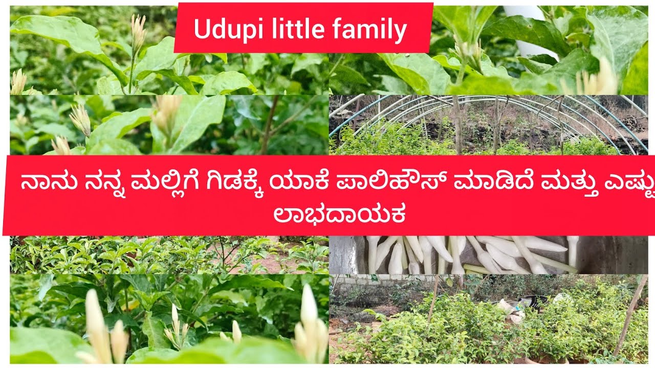 ನಾನು ನನ್ನ ಮಲ್ಲಿಗೆ ಗಿಡಕ್ಕೆ ಪಾಲಿಹೌಸ್ ಯಾಕೆ ಮಾಡಿದೆ ಮತ್ತು ಎಷ್ಟು ಲಾಭದಾಯಕ ನೋಡಿ 