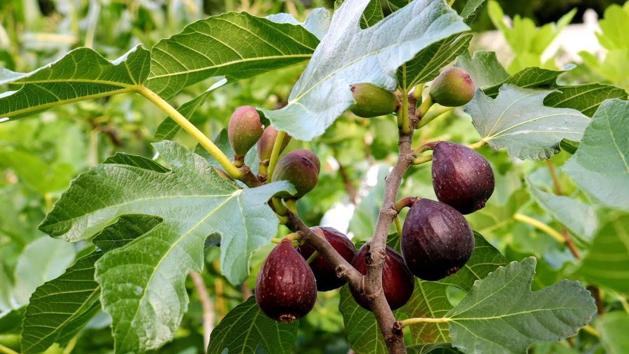 Violette de Bordeaux: The Standard of all Fig Varieties