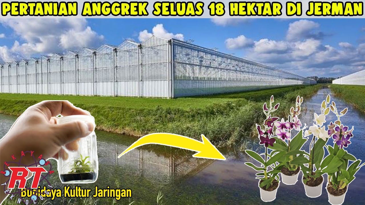 TAHAPAN PROSES PERTANIAN ANGGREK MODERN  GREENHOUSE DI JERMAN