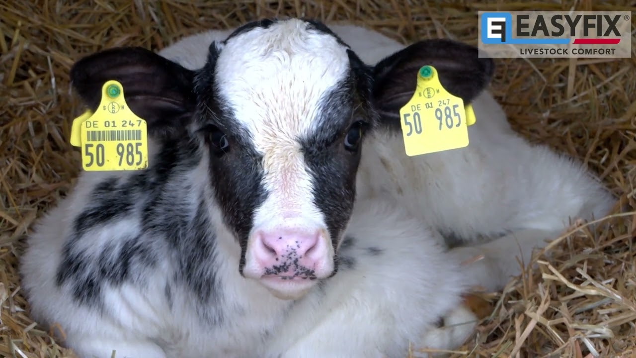 Milchviehbetrieb,  Schleswig-Holstein, Deutschland | EASYFIX-Stalleinrichtung