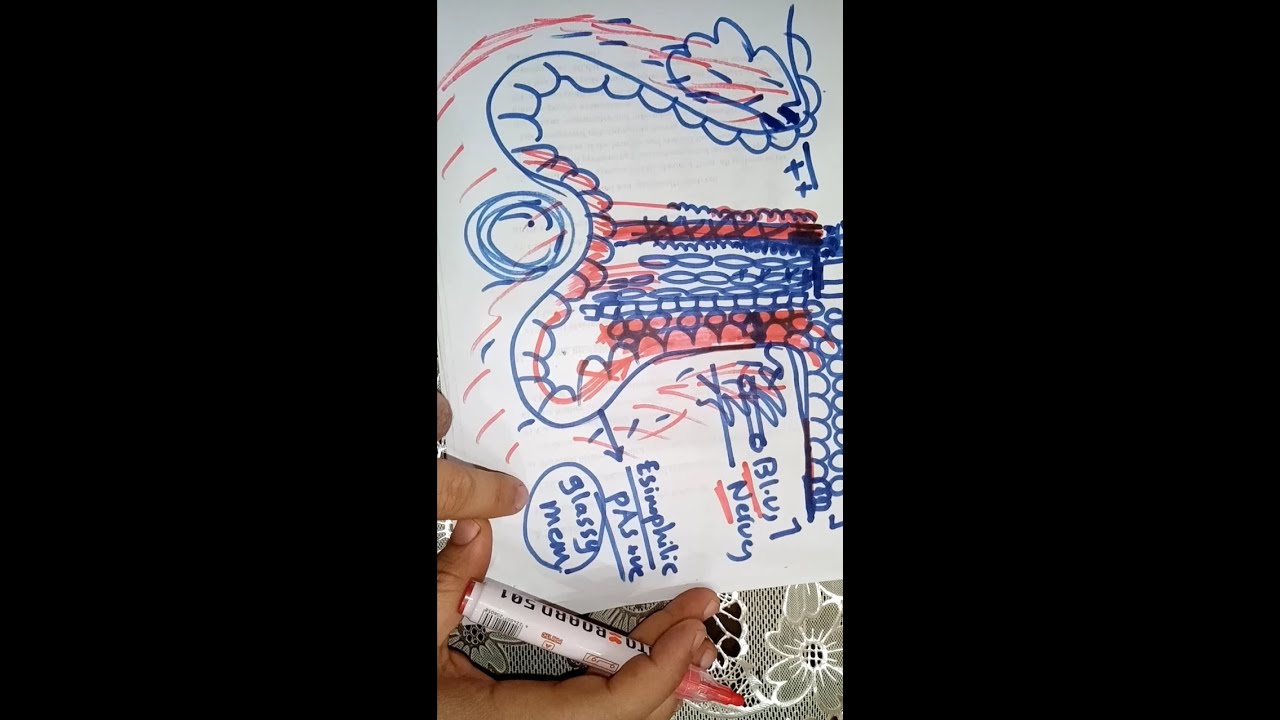 Hair follicle part 1 By Dr. Mohamed Elabshity
