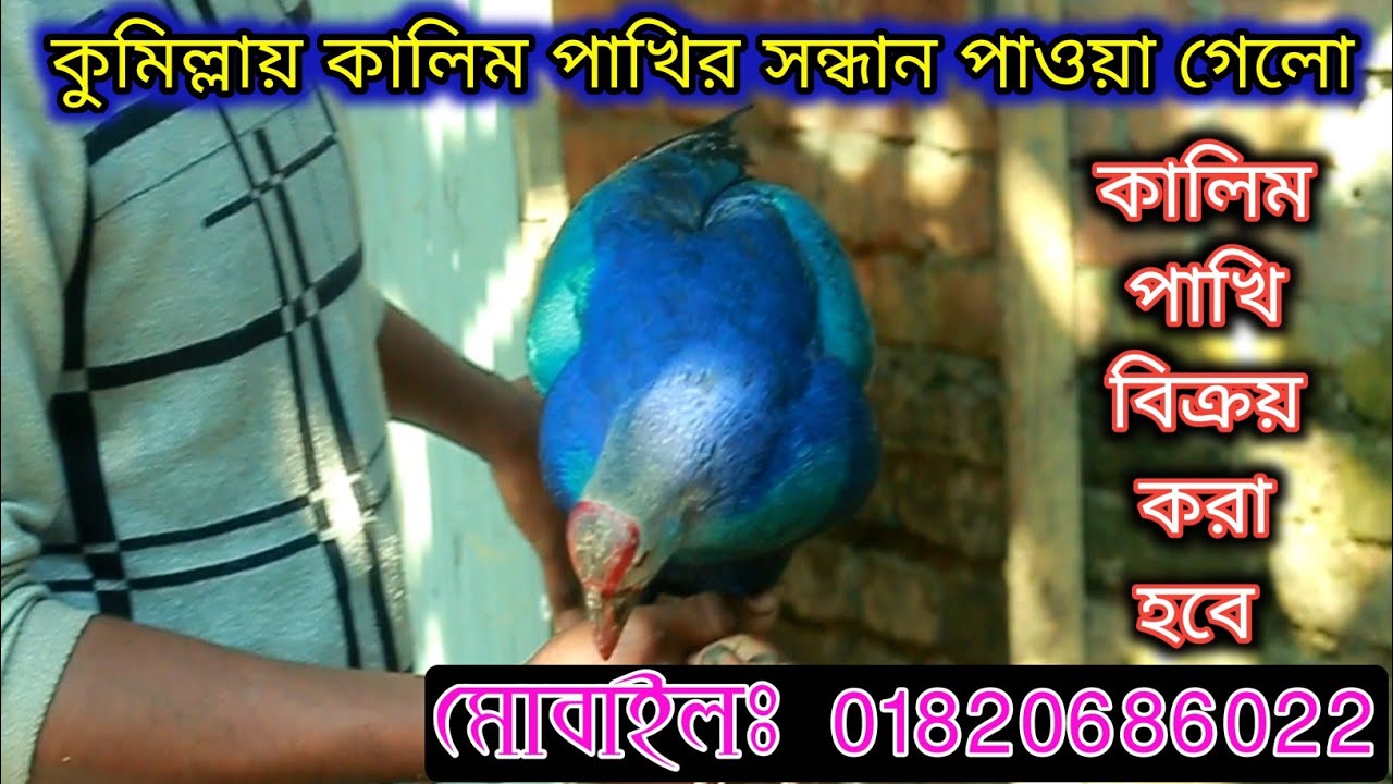 কুমিল্লায় সন্ধান পাওয়া গেলো কালিম পাখির | কালিম পাখি বিক্রয় করা হবে | kalim pakhi | comillar Krishi