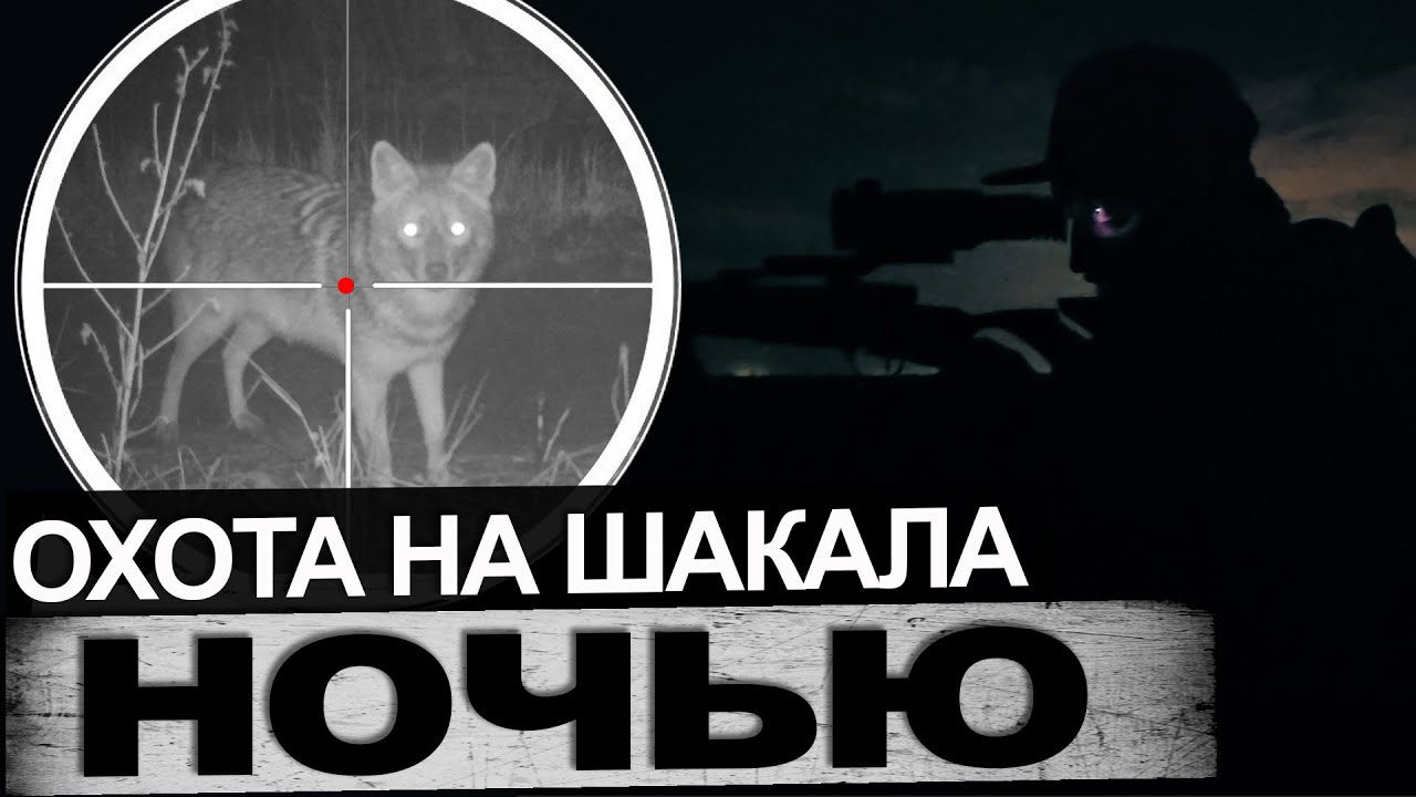 Охота на шакала с манком