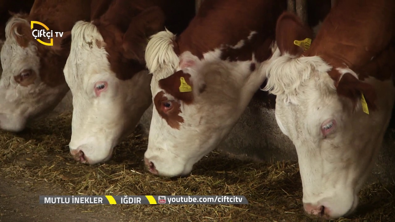 Mutlu İnekler - İneklerde Mastitis (Meme İltihabı) Tedavisi