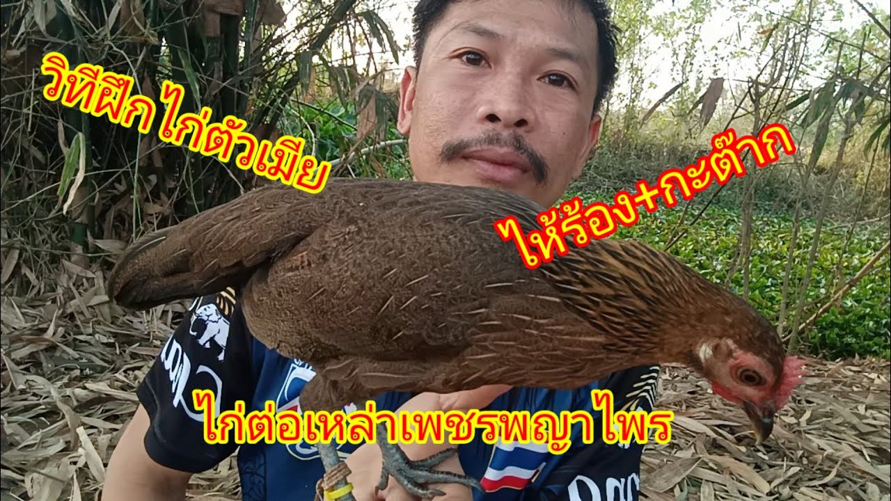 วิทีฝึกไก่ต่อไห้ร้อง+กะต๊ากไม่ยากอย่างที่คิดขอแค่เข้าใจในตัวไก่/ไก่ต่อเหล่าเพชรพญาไพร/หนุ่มบ้านโนน