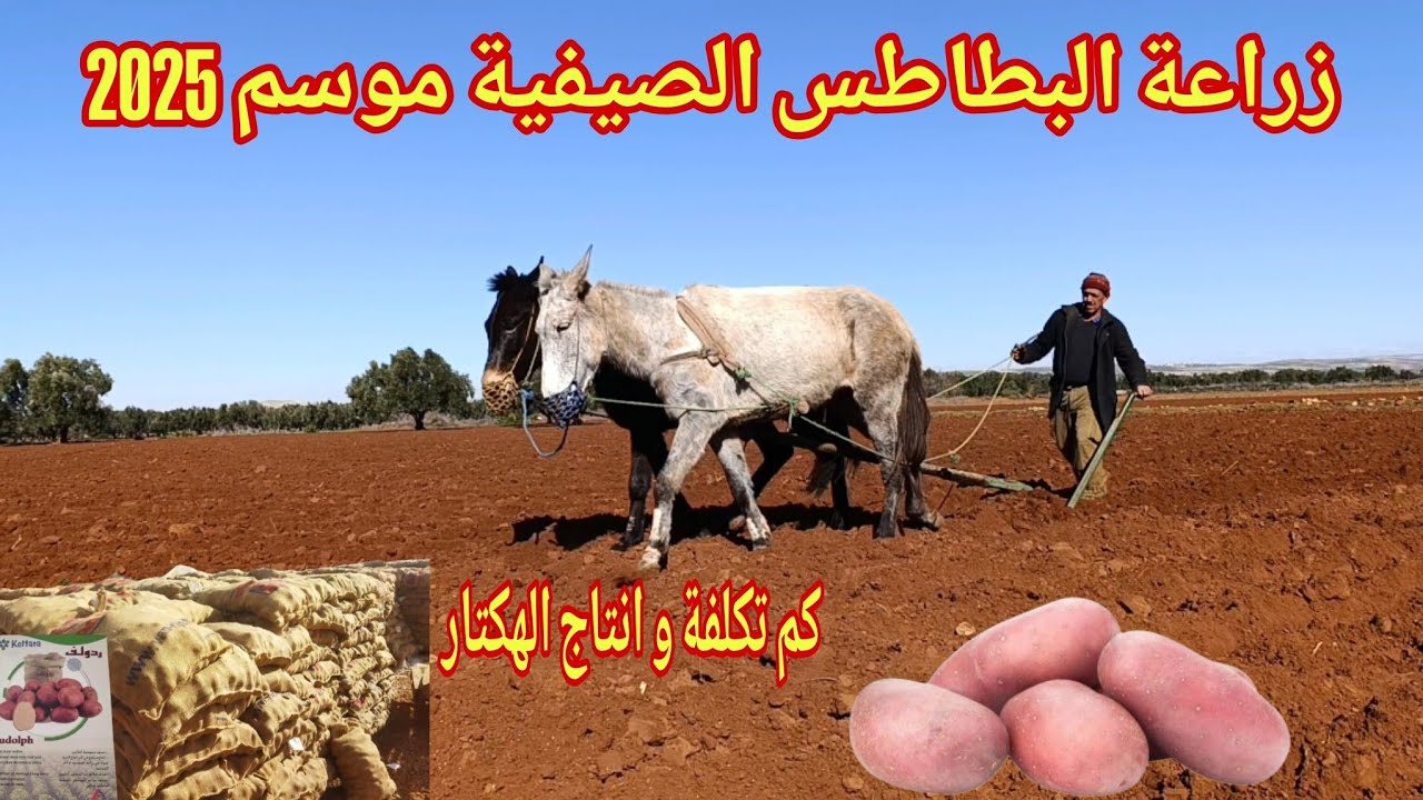 زراعة البطاطس الصيفية موسم 2025