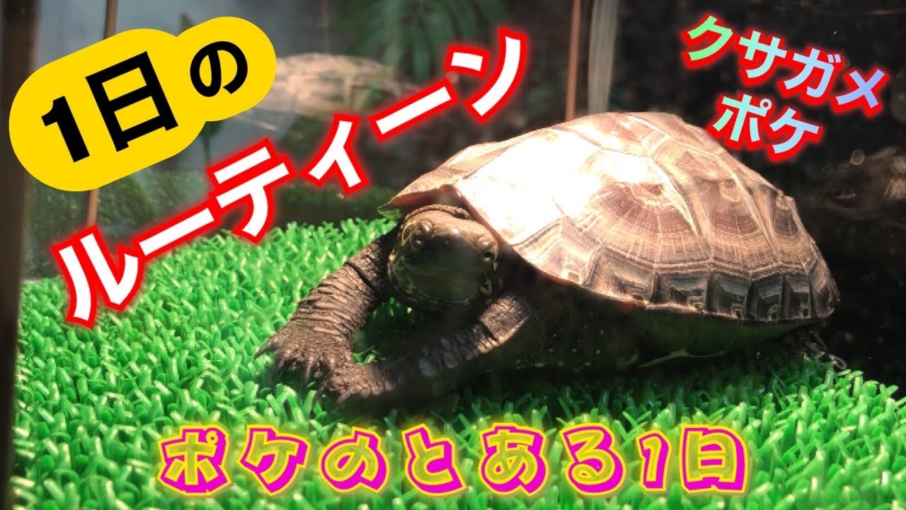 クサガメ・ポケ【1日のルーティーン】〜とある1日の日常〜