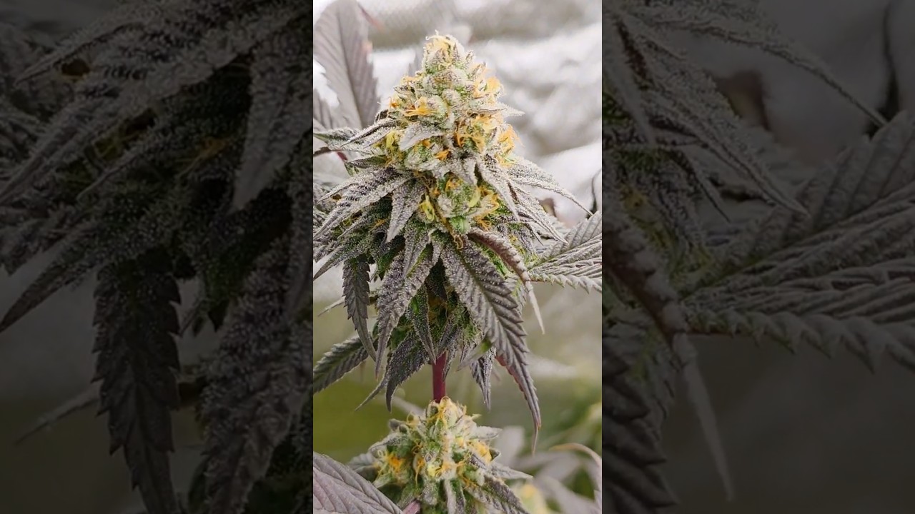 Kundenbesuch - Animal Dos Si Dos & Cherry Gar See Ya R1 in Living Soil von Couple of Plants