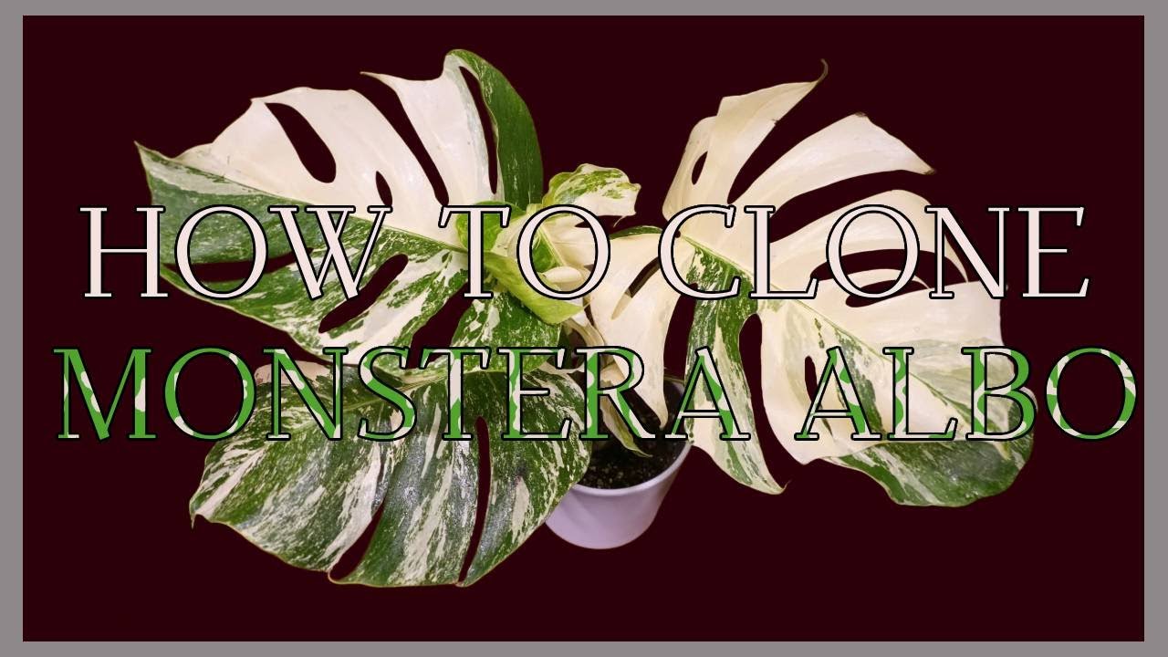 Monstera Albo Tissue Culture - IN VITRO | How to clone Monstera