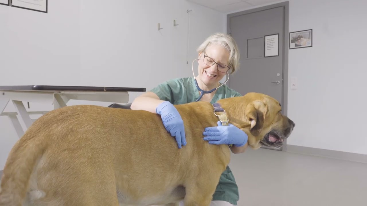 Kundbesök på Din Veterinär i Enköping