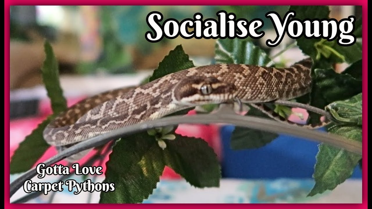 Start Socialising Your Snakes From Babies (Rough Scaled Python)