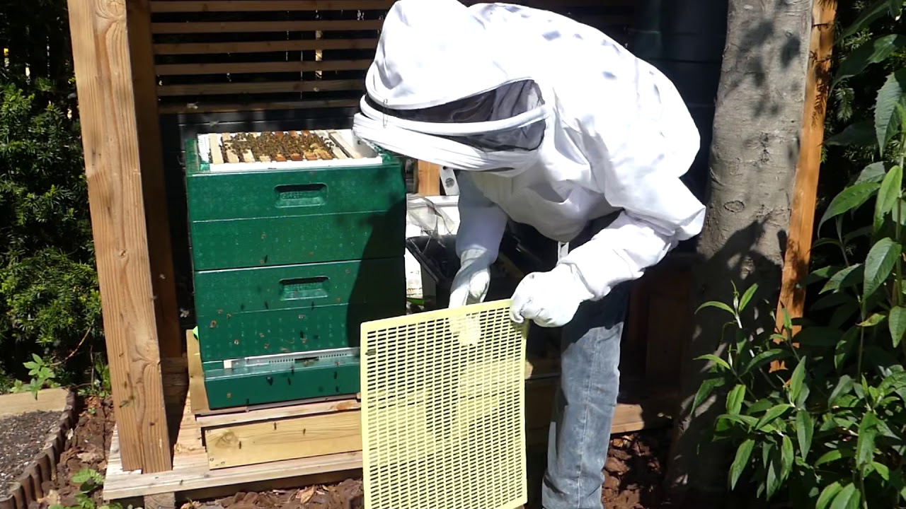 Honingkamer plaatsen bij de Carnica bijen en nagenoeg geen varroa op de varroalade door de roofmijt