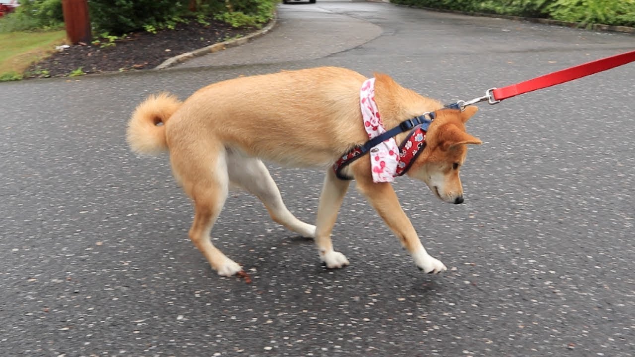 STUBBORN Shiba Inu hates RAINY walks!