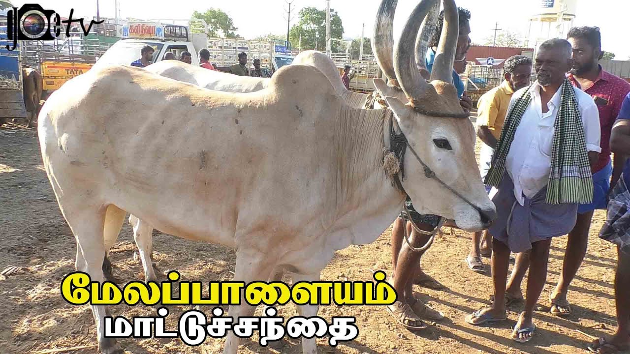 Melapalayam mattu santhai | மேலப்பாளையம் மாட்டு சந்தை
