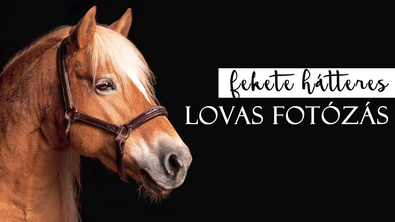Hogyan készíts fekete hátteres képeket lovadról? | LOVAS FOTÓZÁS ÉS RETUSÁLÁS