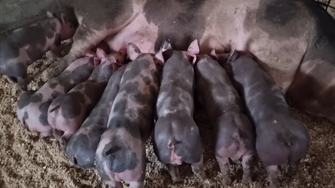 Pietrain belgian (purcei si scrofite)prezentare!!!