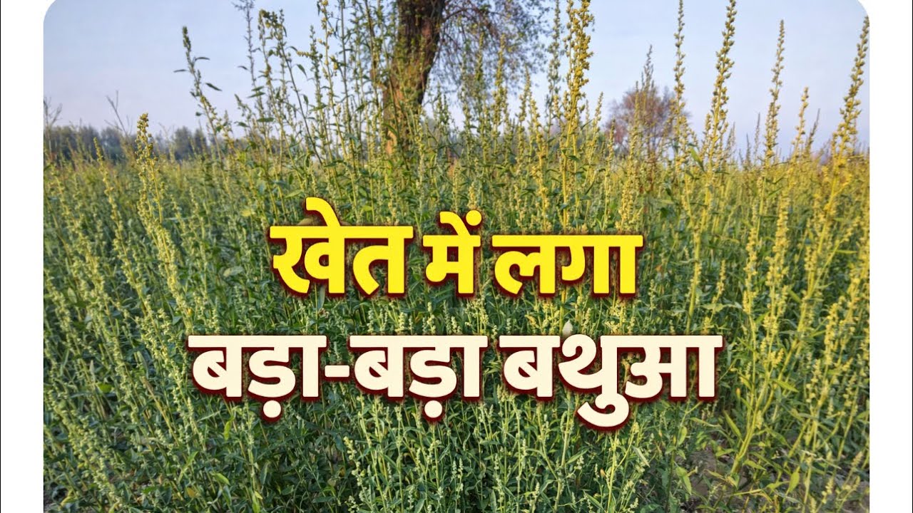 खेत में लगा बड़ा-बड़ा बथुआ | आज की ताज़ा फसल 🥬🥬￼￼