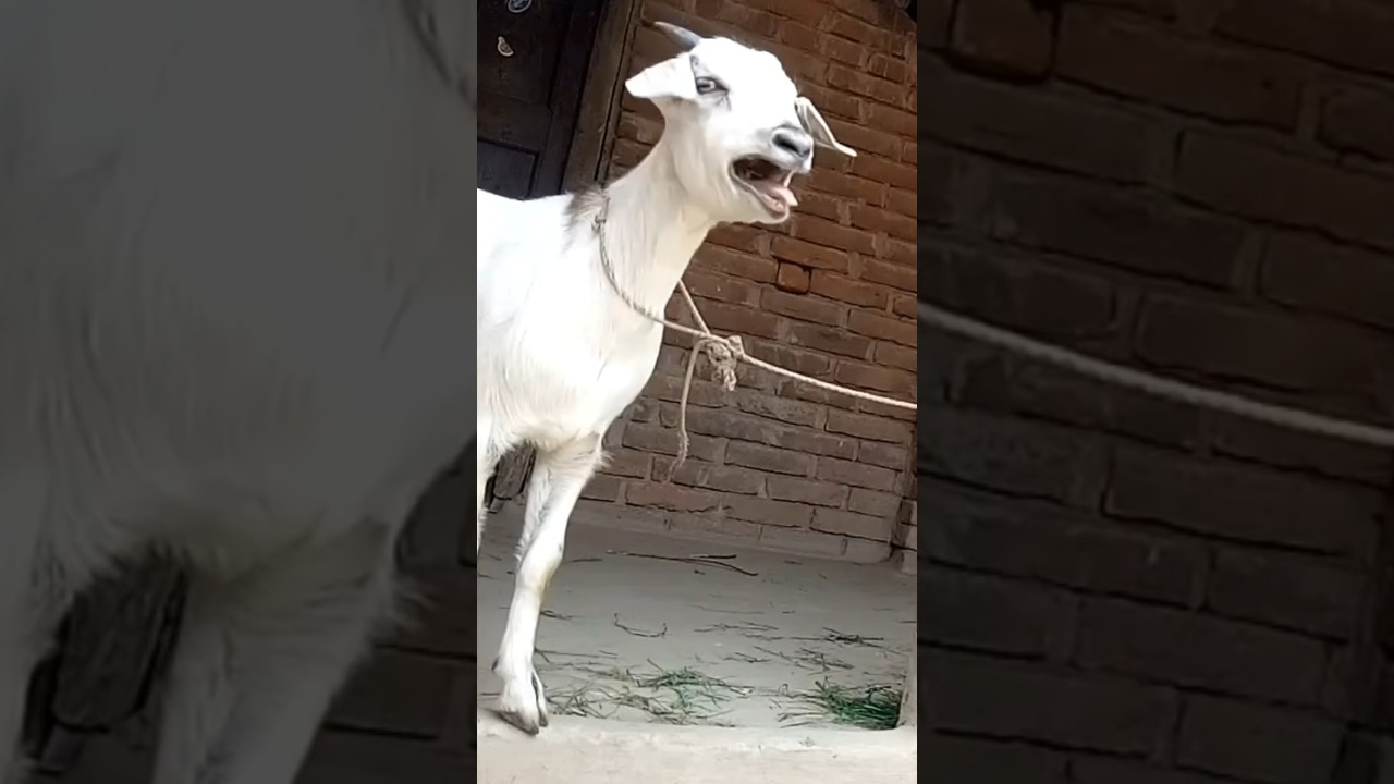 Bakra Rukhsana Ka Deewana...😂 