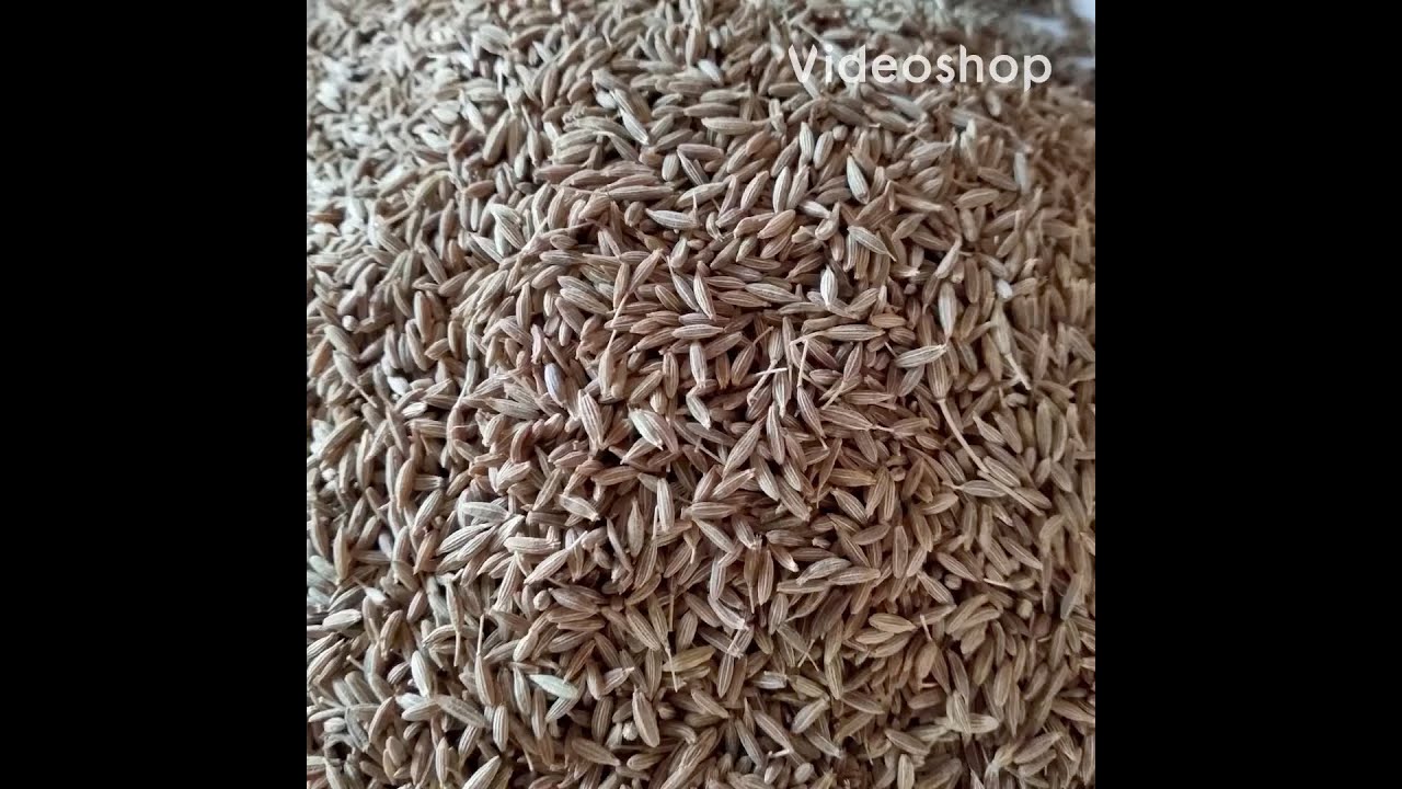 10 Faa'iido oo laga helo  Kamuunta(Cumin seed, jeera)