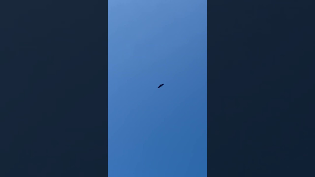 Grifone nel cielo, presso le rupi tra Petrella Liri e Pagliara (AQ)