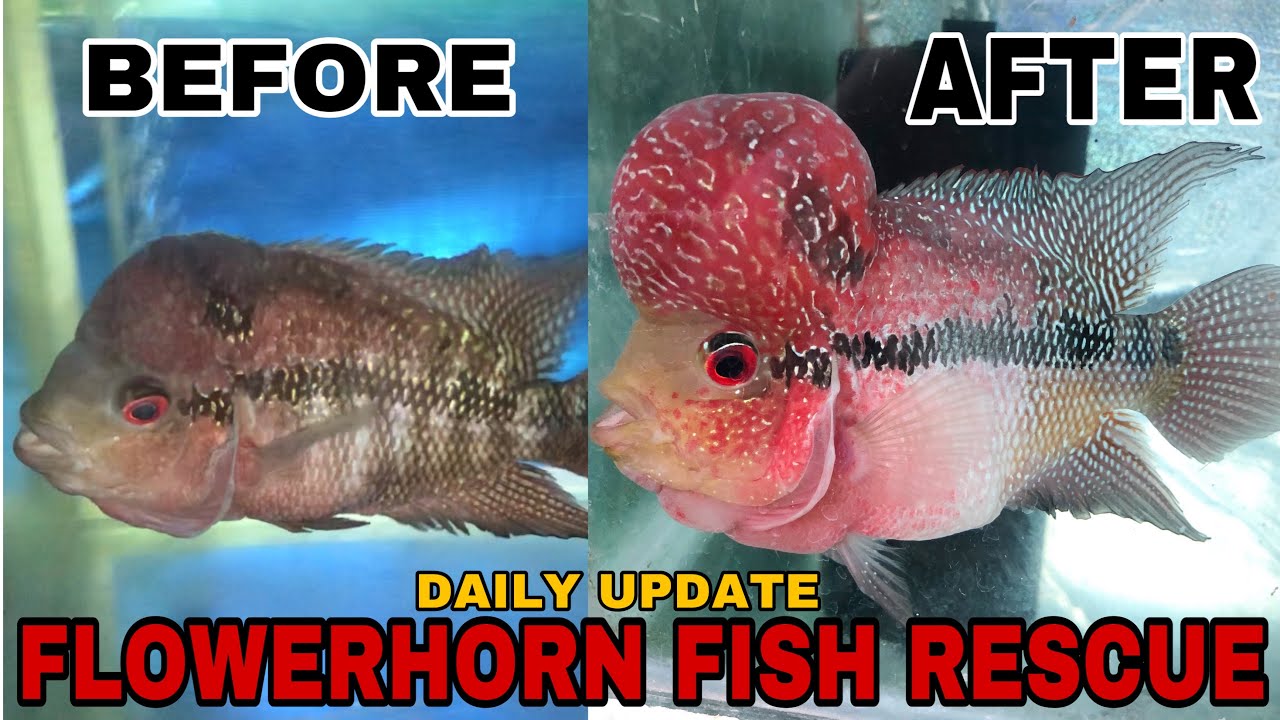 RESCUED a DYING Flowerhorn FISH caused by HEXAMITA
