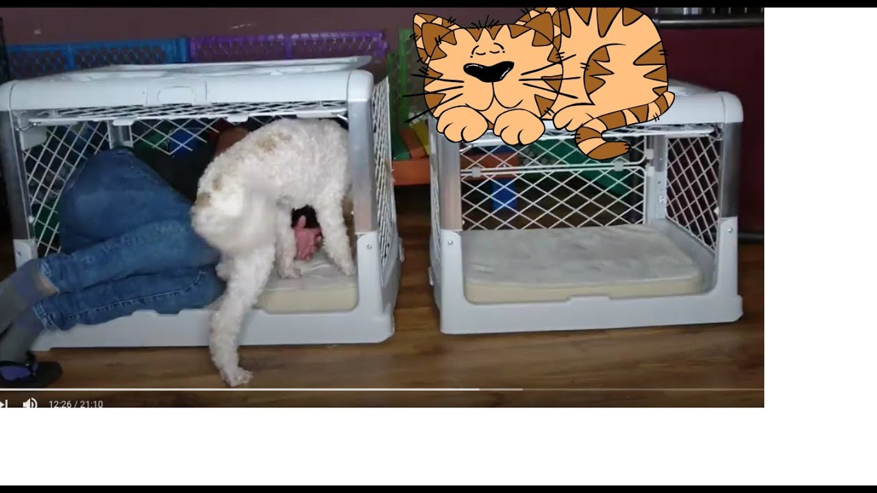 ❤️🐶❤️THE BEST DOG CRATE 2023 for PUPPY Unboxing Diggs Crate (New Color!) part2🐶#dogcrate
