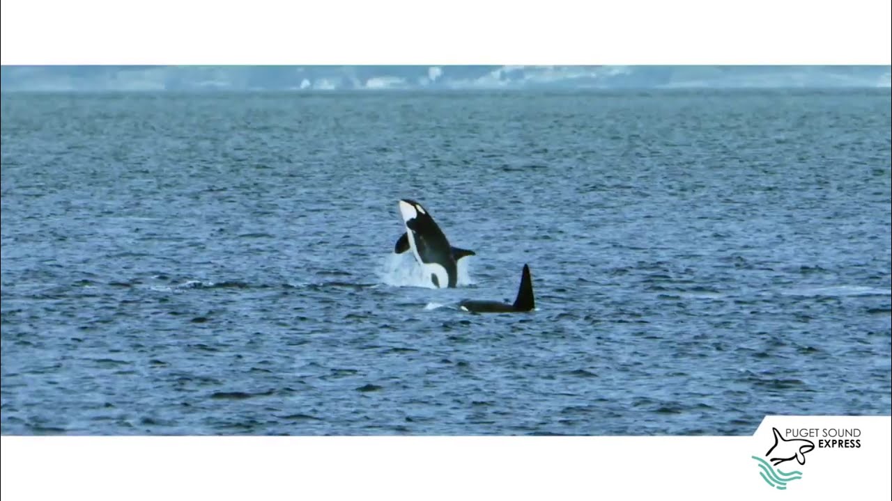 Puget Sound Express Whale Watching in Seattle & Port Townsend