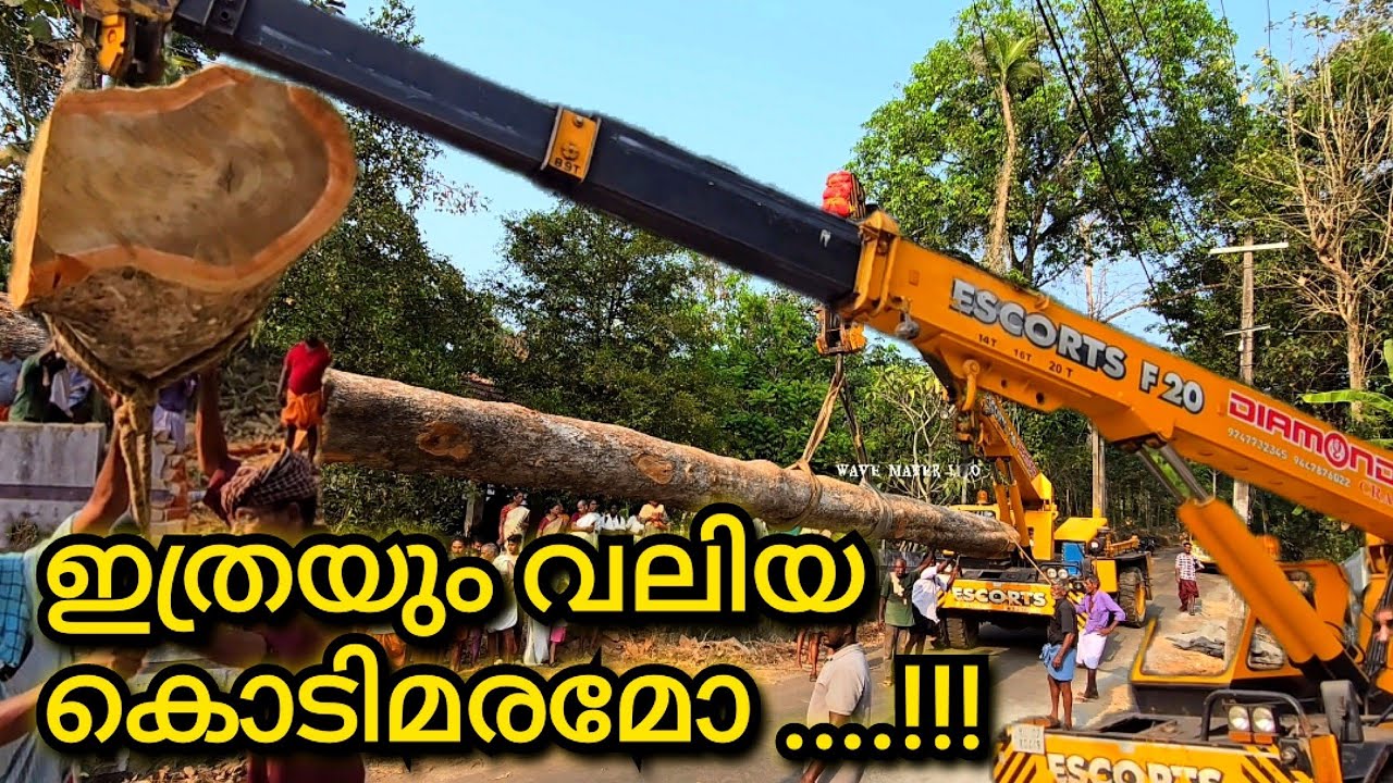 നാടിനെ ഞെട്ടിച്ച കൊടിമരം നിലത്ത് വീഴാതെ മുറിക്കുന്നത് കണ്ടാലോ 