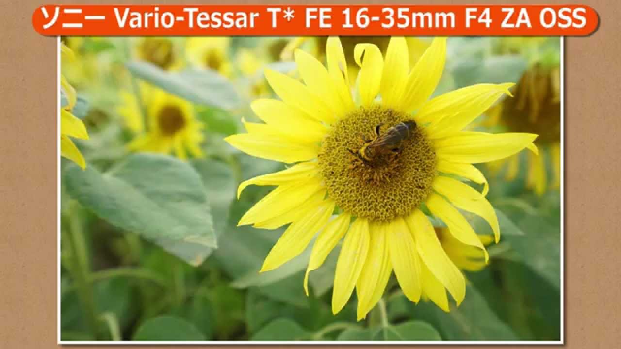ソニー Vario-Tessar T* FE 16-35mm F4 ZA OSS [SEL1635Z] 実写（カメラのキタムラ動画_SONY）
