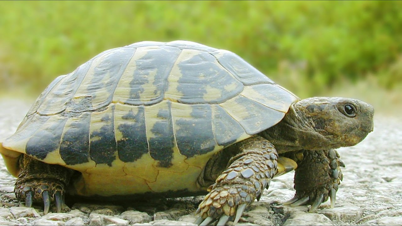 Turtle Sound Effects
