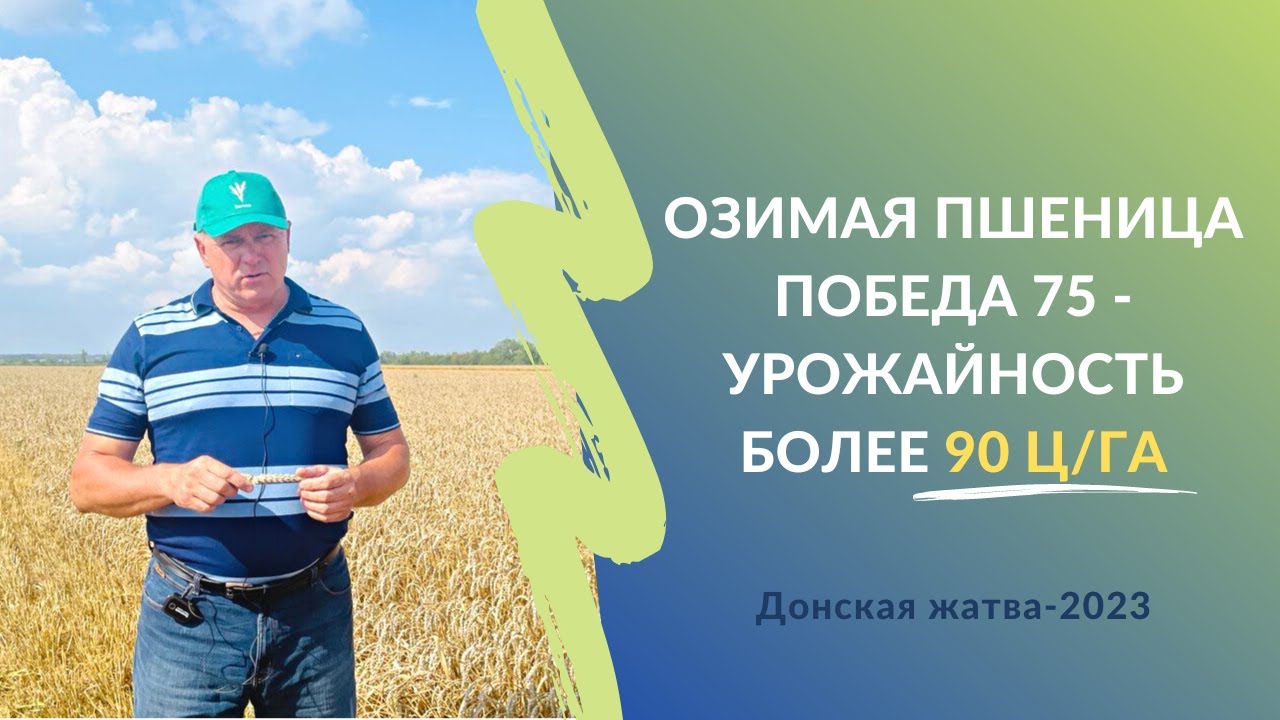 Озимая пшеница Победа 75 - урожайность более 90 ц/га | Жатва-2023 в Ростовской области #словоаграрию