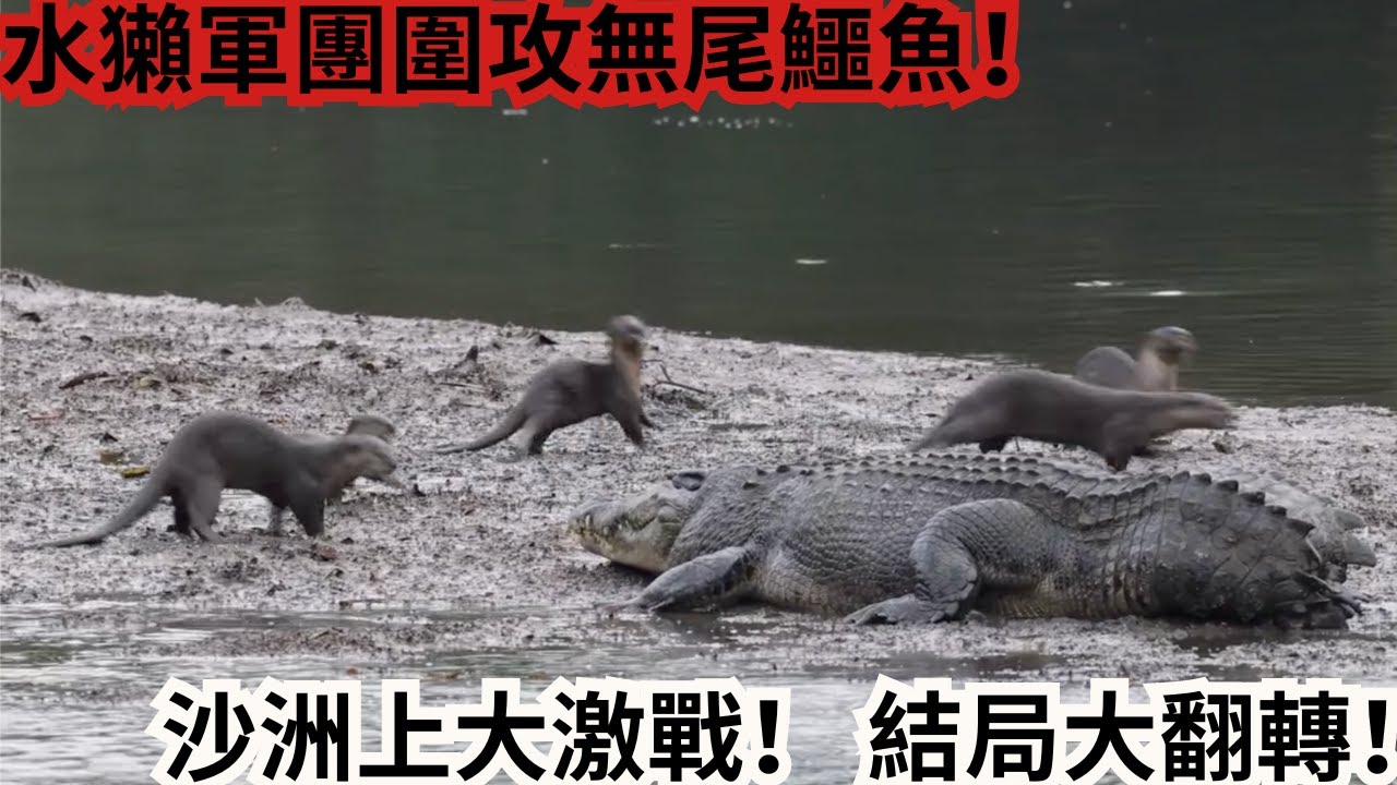 水獺軍團圍攻無尾鱷魚！沙洲上大激戰！ 結局大翻轉！
