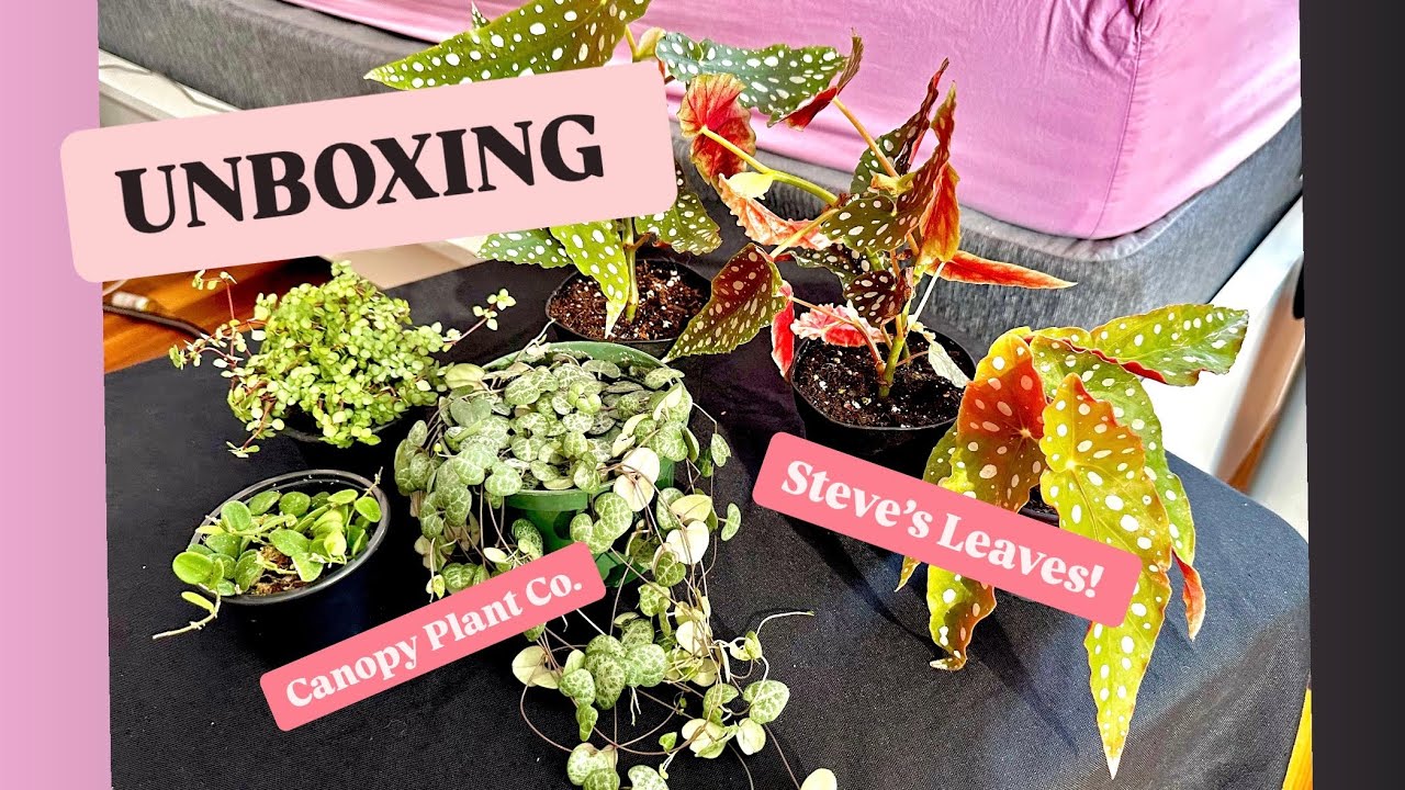 🌿🌱🪴unboxing from Canopy Plant Co. and Steve&rsquo;s Leaves 2025